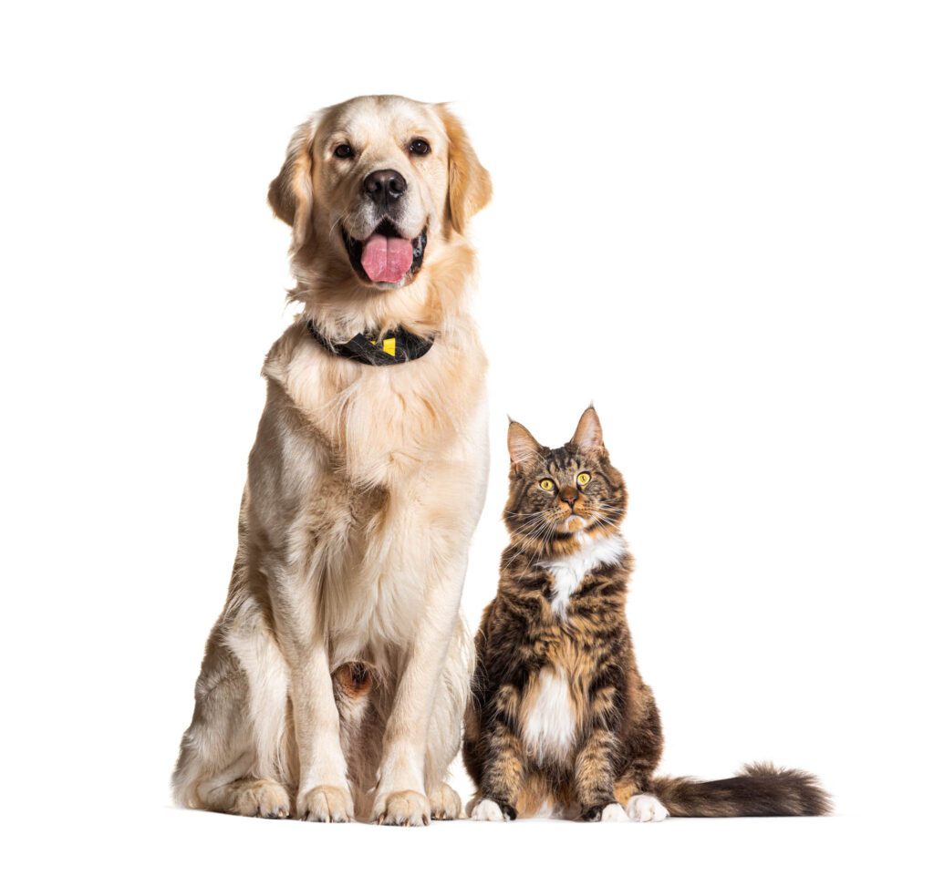 Golden retriever and Maine coon sitting together, waiting on the veterinarian.